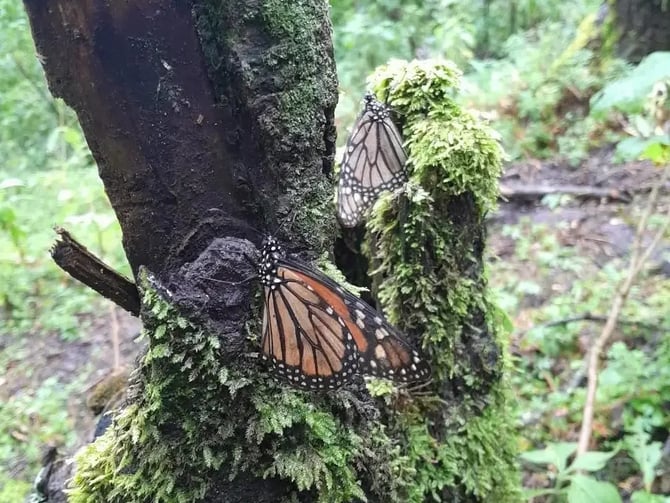 Private Trip to Piedra Herrada Butterfly Sanctuary
