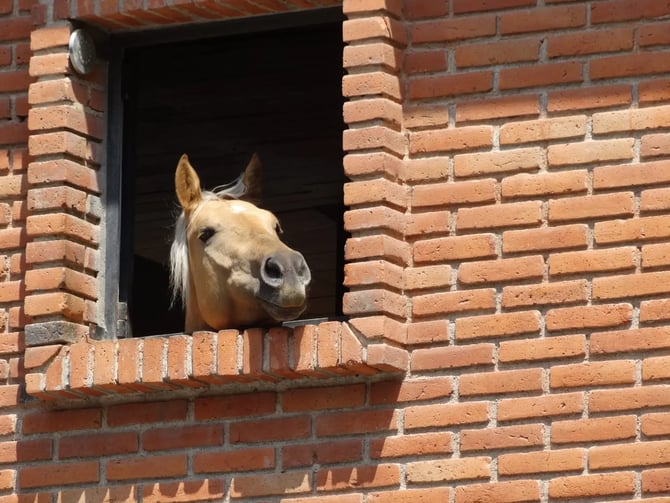 Equestrian Sensory Retreat in Mexico City